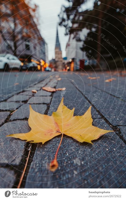 Gelbes Herbstblattt auf der Strasse zeigt zum Bonner Münster Natur Blatt Deutschland Straße braun gelb Stadt Ahorn Ahornblatt Platane Herbstlaub herbstlich