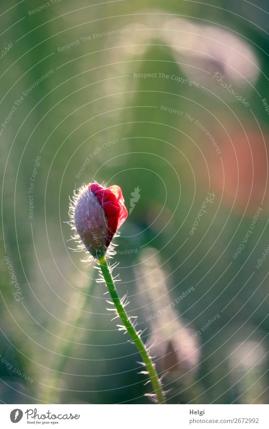 aufbrechende Knospe einer Mohnblüte im Gegenlicht Umwelt Natur Pflanze Sommer Schönes Wetter Blume Blüte Wildpflanze Blütenknospen Stengel Feld Blühend stehen