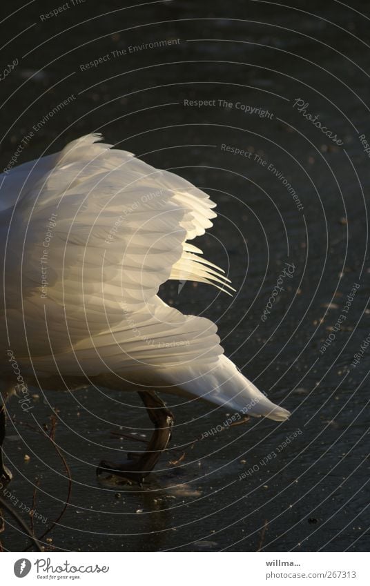 Mein lieber Schwan! Flügel Feder gefiedert Hinterteil Beine Eisfläche gehen Menschenleer Abend Gegenlicht nicht ganz im Bilde Frost See Teich Tier Wildtier