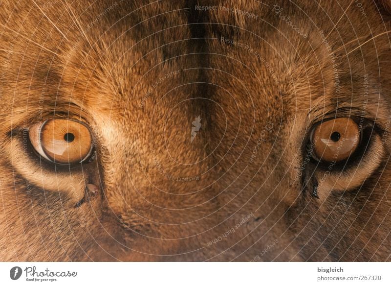 Löwenaugen Tier Wildtier Tiergesicht Zoo Auge 1 Blick braun Kraft Willensstärke Macht Mut Tatkraft Neugier geheimnisvoll Farbfoto Außenaufnahme Menschenleer Tag