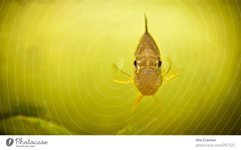 Senor Barsch Natur Wasser Küste Riff See Tier Wildtier Fisch Tiergesicht Schuppen Aquarium 1 Schwimmen & Baden beobachten tauchen außergewöhnlich exotisch