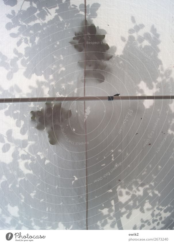 Kreuzgang Baum Blatt Zweige u. Äste Laubbaum Zelt Zeltplane Wetterschutz Naht berühren schemenhaft Andeutung Sommer Farbfoto Gedeckte Farben Innenaufnahme