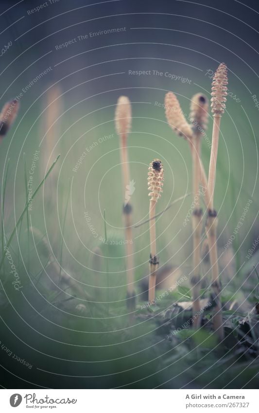 lying low Umwelt Natur Pflanze Frühling Morcheln dünn Schachtelhalm Gedeckte Farben Außenaufnahme Nahaufnahme Detailaufnahme Menschenleer Textfreiraum rechts