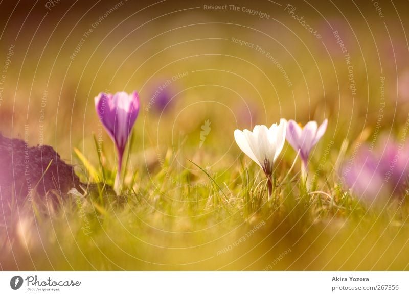 Mama, don't preach Natur Frühling Schönes Wetter Pflanze Blume Gras Blüte Park Wiese Blühend stehen Wachstum grün violett weiß Frühlingsgefühle Beginn Krokusse