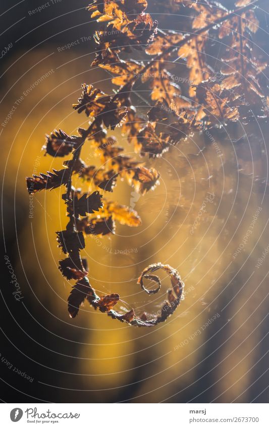 Herbstliches Gekringel Farn Wildpflanze Spinngewebe leuchten außergewöhnlich elegant träumen Traurigkeit Surrealismus gedreht Spirale gold Herbstgold Farbfoto