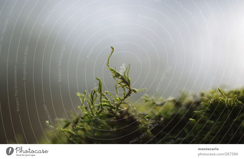 Immer nach oben schauen... Umwelt Natur Pflanze Frühling Winter Schönes Wetter Gras Moos Grünpflanze Wildpflanze dünn authentisch trocken Wärme grün schwarz