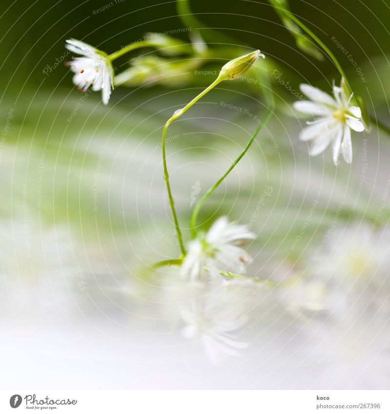 ikebana Natur Pflanze Frühling Sommer Schönes Wetter Blume Blatt Blüte Grünpflanze Netzwerk Tropfen berühren Blühend Wachstum dünn authentisch elegant