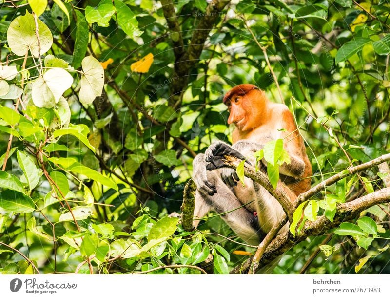 orang belanda;) Ferien & Urlaub & Reisen Tourismus Ausflug Abenteuer Ferne Freiheit Baum Blatt Urwald Wildtier Tiergesicht Fell Affen nasenaffe 1