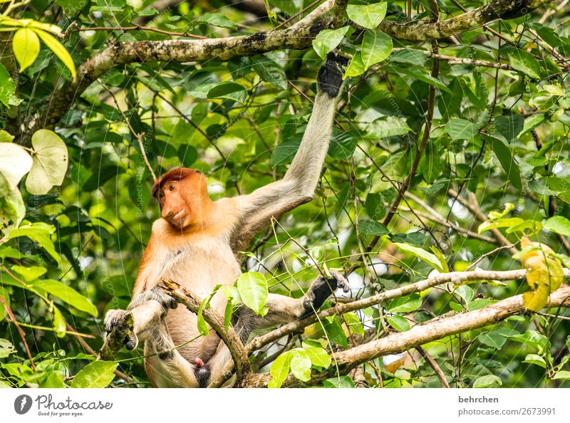 wochenende - schönes abhängen! Ferien & Urlaub & Reisen Tourismus Ausflug Abenteuer Ferne Freiheit Baum Blatt Urwald Wildtier Tiergesicht Fell Affen nasenaffe 1