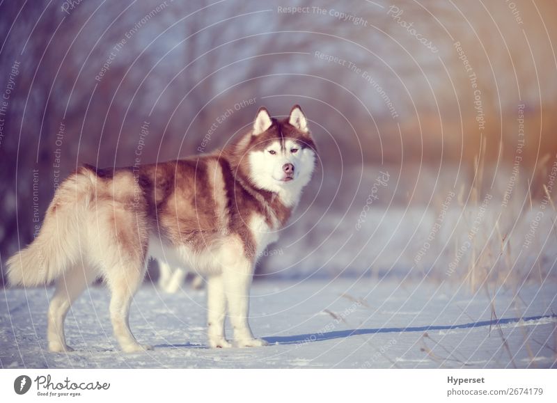 Roter Hund im Winterwald stehend Jagd Schnee Schneefall Baum warten braun rot weiß Windstille laufen Holz kalt Frost Husky Körperhaltung sibirischer Husky