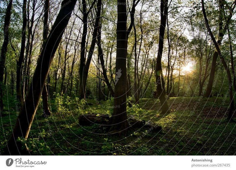 Abend im Wald Umwelt Natur Landschaft Himmel Sonne Frühling Sommer Wetter Schönes Wetter Wärme Pflanze Baum Gras Sträucher Moos Blatt Grünpflanze Garten Park