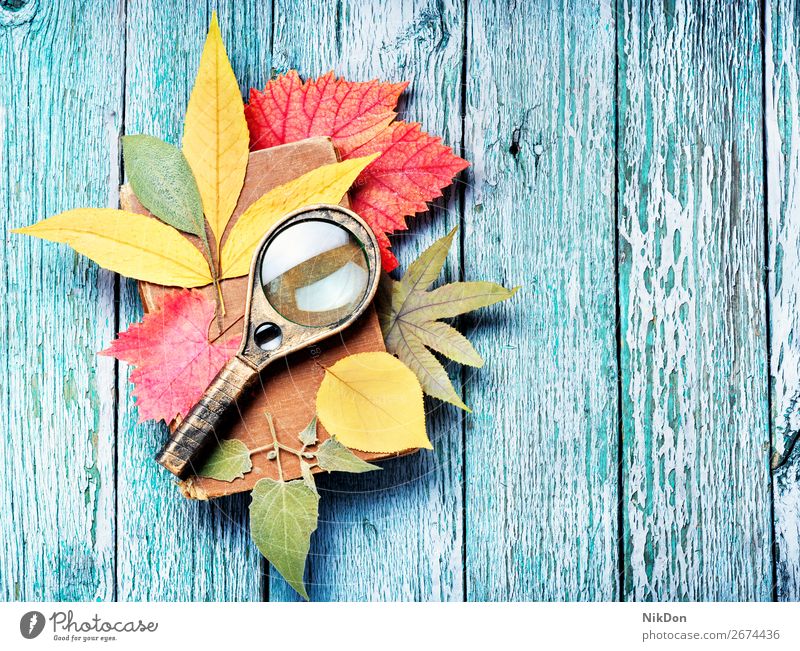 getrocknete Kräuter zur Herstellung von Herbarium Pflanze Natur Hintergrund trocknen Botanik Flora Blume Lupe natürlich Blüte Makro saisonbedingt Blatt Herbst