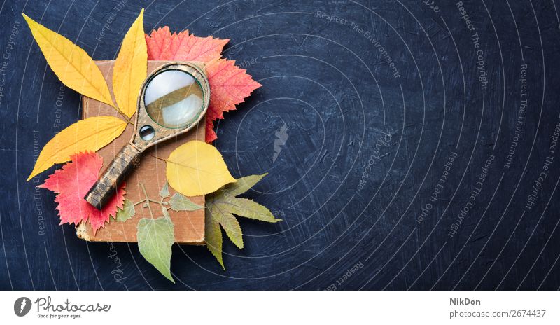 Satz Blätter für Herbarium Pflanze Natur Hintergrund trocknen Botanik Flora Blume Lupe natürlich Makro saisonbedingt Blatt Detailaufnahme Herbst geblümt Muster