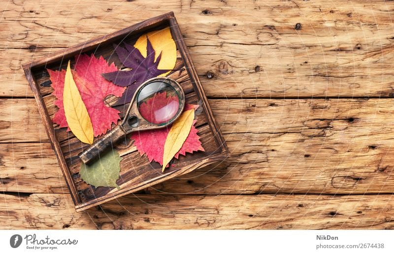 Satz Blätter für Herbarium Pflanze Natur Hintergrund trocknen Botanik Flora Blume Lupe natürlich Blüte Makro saisonbedingt hohes Detail Blatt Herbst geblümt