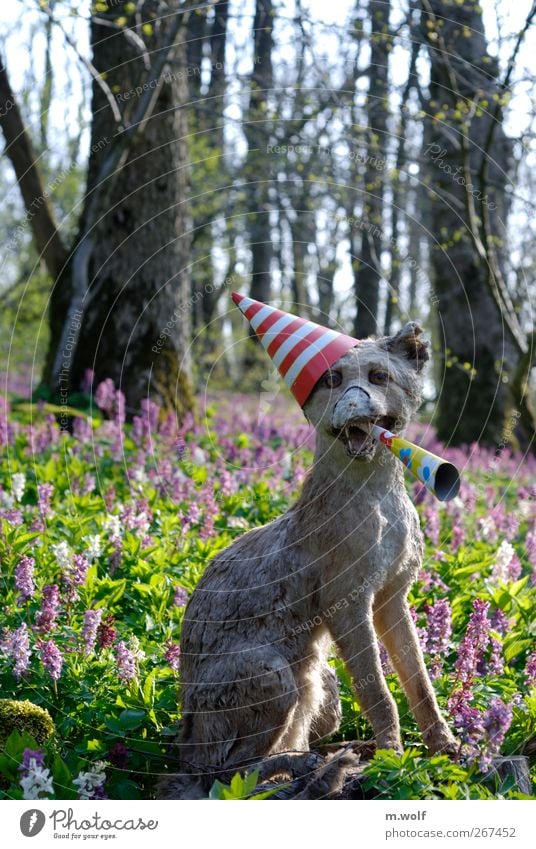 Waldesruh Umwelt Natur Landschaft Pflanze Tier Frühling Baum Blume Moos Wildpflanze Lerchensporn Haustier Nutztier Wildtier Totes Tier Streichelzoo Fuchs