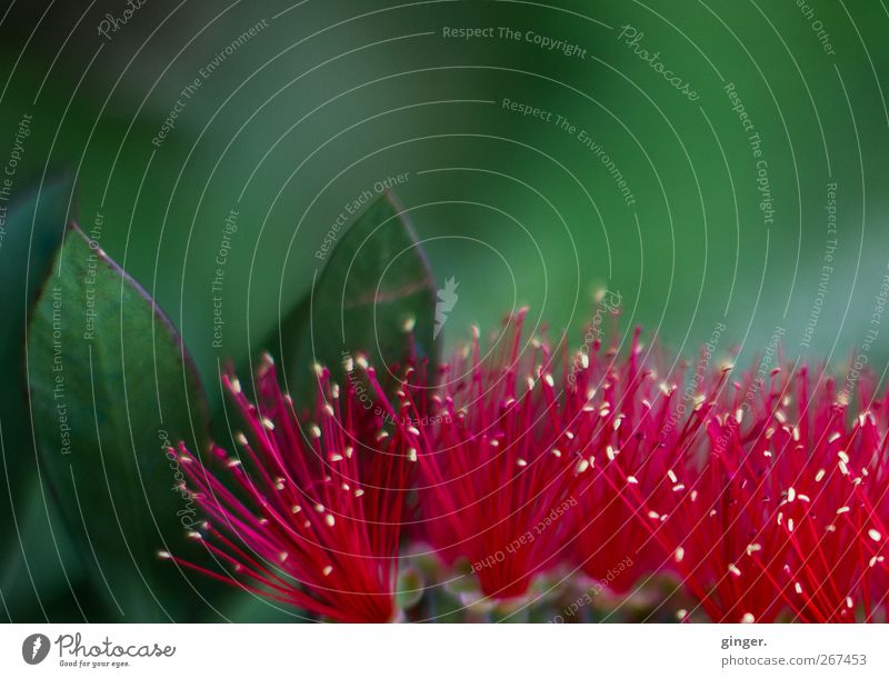 Tier oder Pflanze? Umwelt Natur Frühling Blume Blatt Blüte schön grün rot Stempel Pflanzenteile Farbfoto mehrfarbig Außenaufnahme Nahaufnahme Detailaufnahme