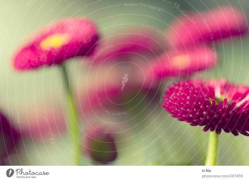 bellissima Pflanze Frühling Schönes Wetter Blüte Topfpflanze Belli Gänseblümchen Garten Blühend Duft authentisch frisch schön grün rosa Frühlingsgefühle