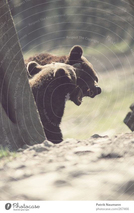 Ehestreit Frühling Baum Tier Fell Krallen Pfote Zoo Bär Braunbär 2 Brunft berühren Fressen Jagd kämpfen Spielen Konflikt & Streit Aggression bedrohlich