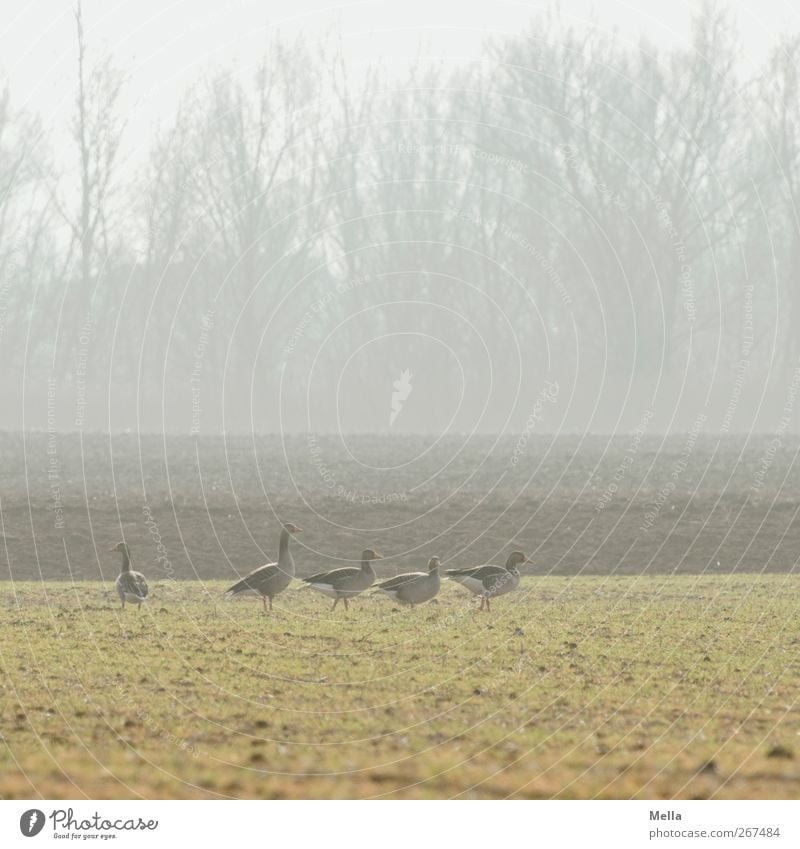 Gänsemorgen Umwelt Natur Landschaft Tier Wiese Feld Wildtier Gans Graugans Tiergruppe Blick stehen frei Zusammensein natürlich grün Freiheit ruhig Wildgans