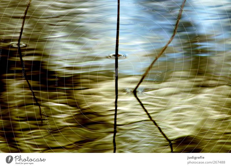 Sonntags Umwelt Natur Pflanze Wasser Wellen Seeufer Teich Wachstum nass natürlich Stimmung Schilfrohr Halm zart Wasseroberfläche Farbfoto Außenaufnahme abstrakt