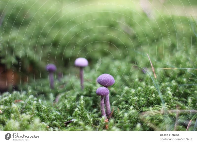 Stramm gestanden! Lebensmittel Gemüse Ernährung Umwelt Natur Pflanze Wachstum ästhetisch exotisch schön grün violett Pilz Moos Waldboden essbar Kissen Farbfoto