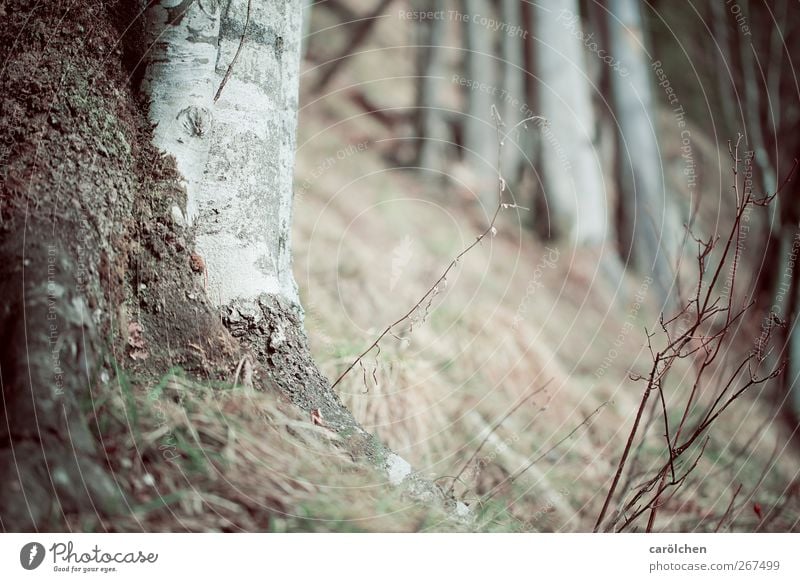 halt Umwelt Natur Landschaft Wald braun grau Birke Berghang Waldboden Wurzelholz Farbfoto Gedeckte Farben Menschenleer Textfreiraum oben Textfreiraum unten