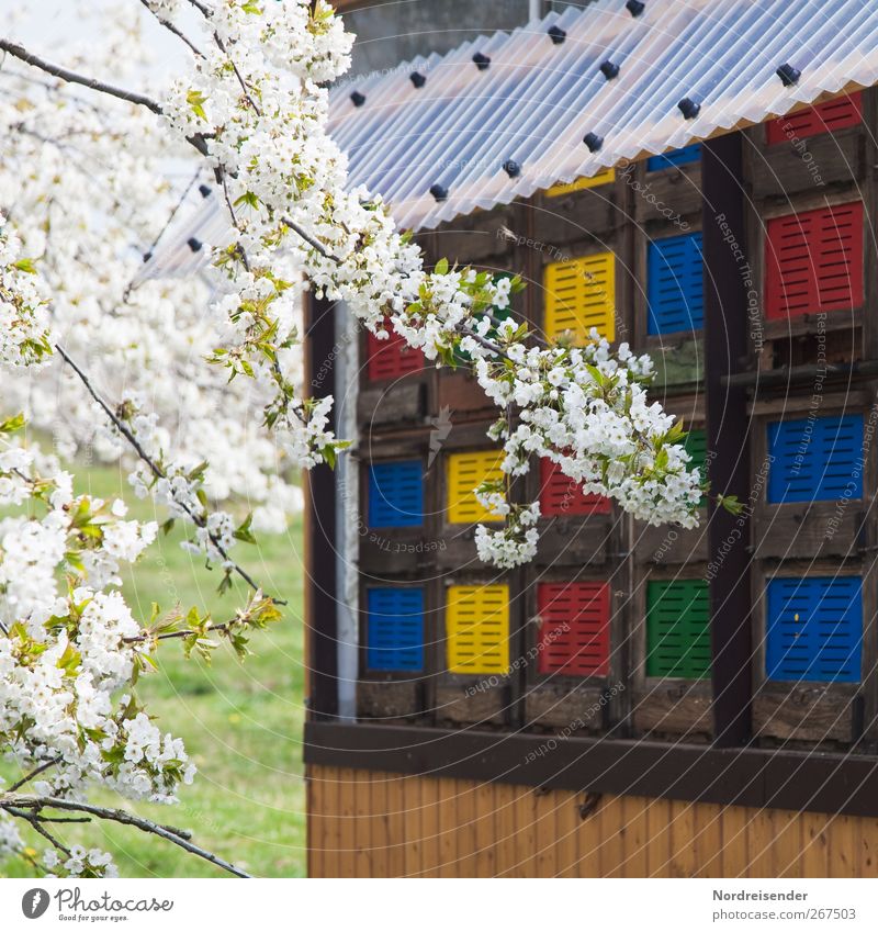 Kurze Transportwege Lebensmittel Ernährung Bioprodukte Freizeit & Hobby Natur Pflanze Tier Frühling Schönes Wetter Baum Bauwerk Nutztier Biene