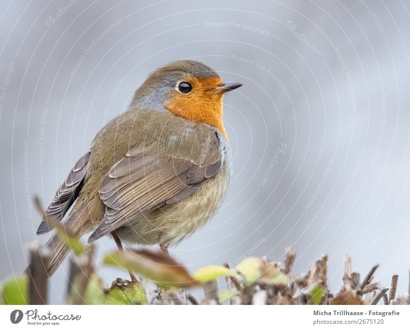 Rotkehlchen Portrait Natur Tier Himmel Sonnenlicht Schönes Wetter Sträucher Wildtier Vogel Tiergesicht Flügel Krallen Schnabel Feder Auge 1 beobachten glänzend