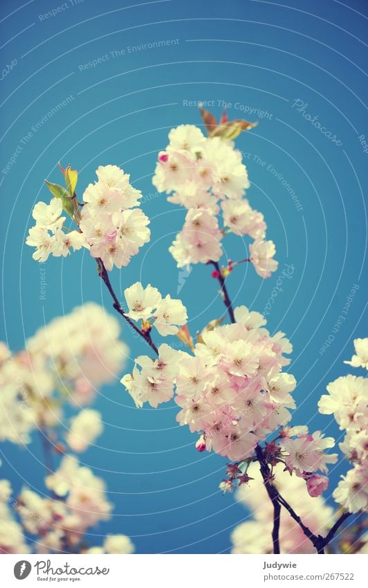 Schönheit Umwelt Natur Pflanze Himmel Wolkenloser Himmel Frühling Schönes Wetter Baum Blume Kirschblüten Blüte Blühend Wachstum ästhetisch Duft schön blau rosa