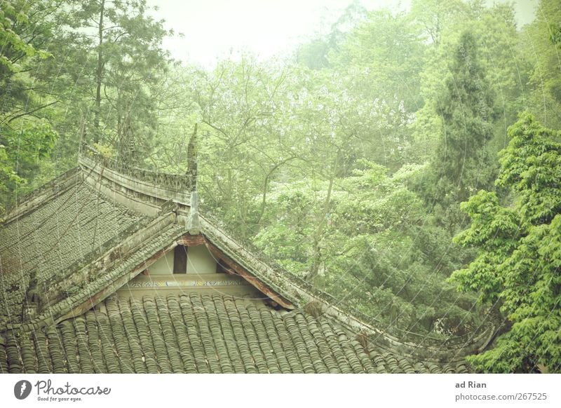 baumhaus Natur Tier Frühling Pflanze Baum Sträucher Wald Hügel China Xi'an Dorf Altstadt Menschenleer Einfamilienhaus Hütte Gebäude Architektur Mauer Wand