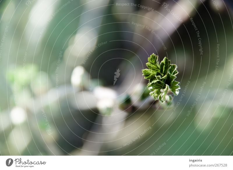 Frühlingshaft Natur Pflanze Sonnenlicht Blatt Grünpflanze leuchten Wachstum frisch natürlich schön grün Stimmung Beginn Farbfoto Außenaufnahme Menschenleer