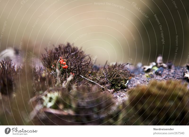 3D ohne Brille ruhig Meditation Natur Pflanze Erde Moos Wildpflanze beobachten Blühend Wachstum Surrealismus dreidimensional Tiefenschärfe Flechten