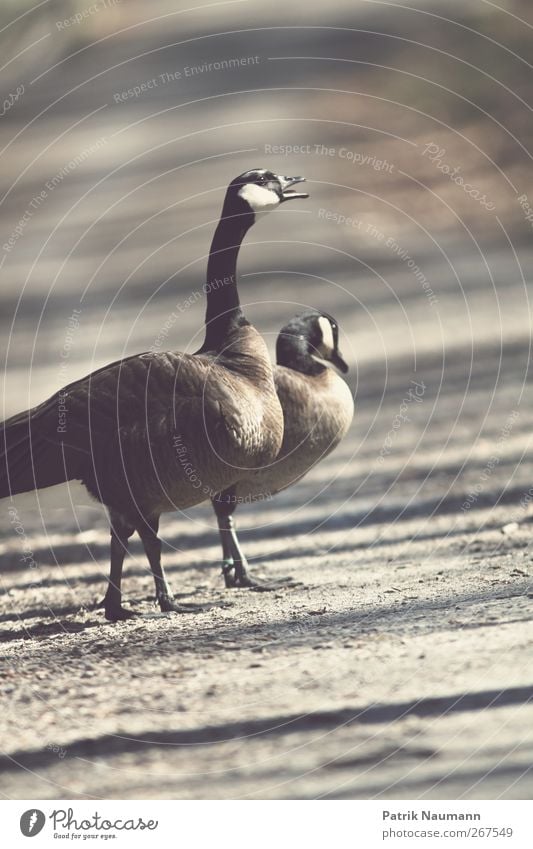 Schreihals Natur Sommer Wetter Schönes Wetter Park Tier Flügel Zoo Ente Gans 2 beobachten Bewegung füttern Jagd Kommunizieren laufen bedrohlich dunkel exotisch