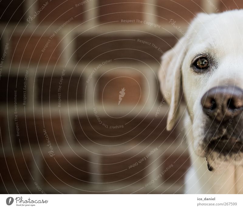 ...halber labi... elegant Mauer Wand Fassade Tier Haustier Hund Tiergesicht 1 Blick Freizeit & Hobby Werbung Zufriedenheit Labrador Backstein Backsteinwand