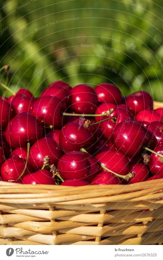 Frische Kirschen Lebensmittel Frucht Bioprodukte Vegetarische Ernährung Trinkwasser Gesunde Ernährung Gartenarbeit Landwirtschaft Forstwirtschaft Sommer wählen