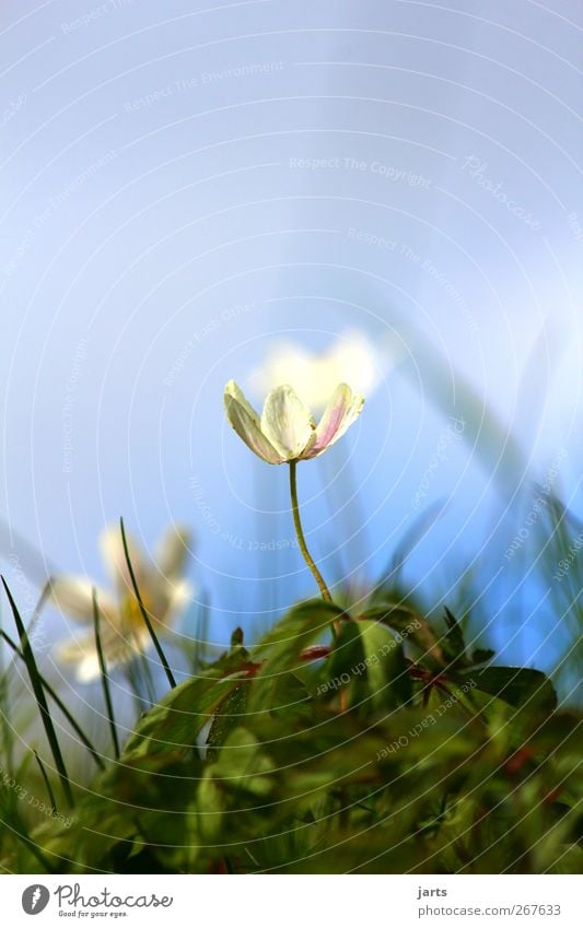 klein aber fein Umwelt Natur Pflanze Himmel Frühling Schönes Wetter Blume Blüte frisch glänzend natürlich schön Freiheit Farbfoto Außenaufnahme Nahaufnahme