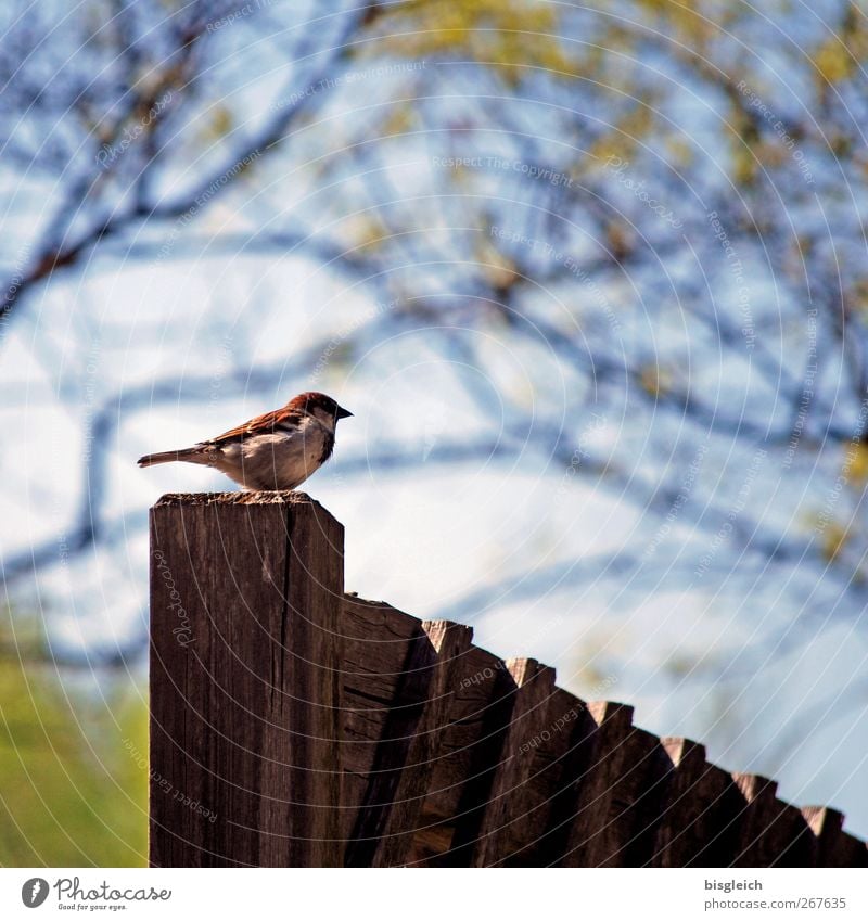 Zaun-König II Tier Vogel Spatz 1 Holz Blick sitzen klein blau braun grün Wachsamkeit Farbfoto Außenaufnahme Menschenleer Textfreiraum oben Tag