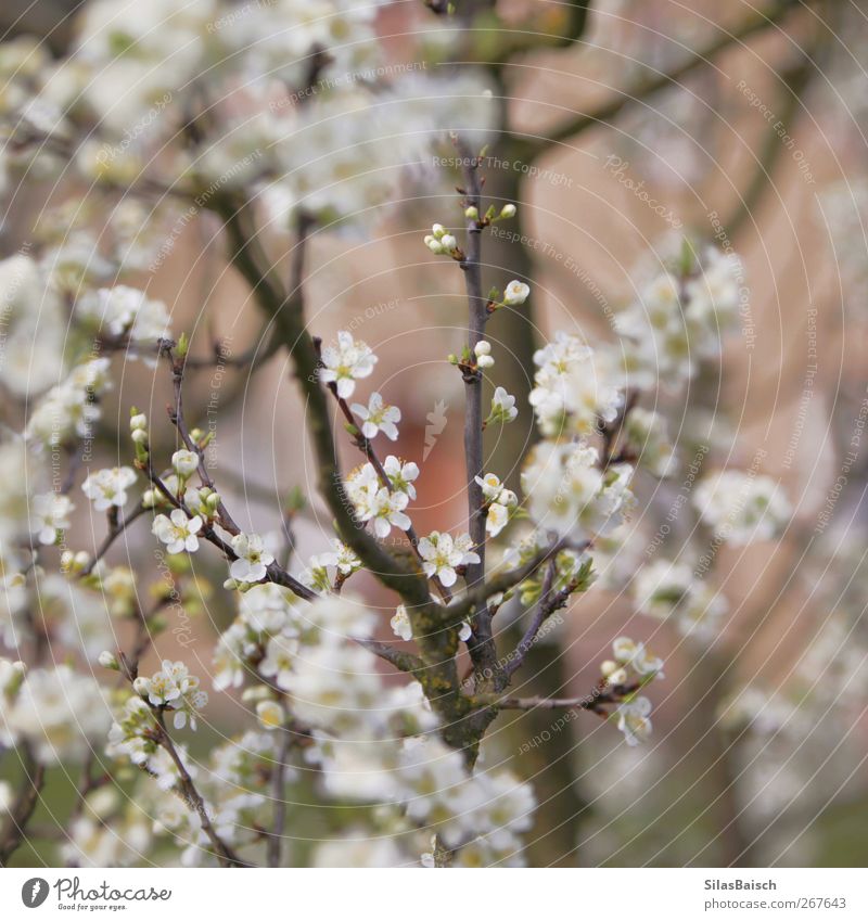 Hier werden einmal Äpfel hängen Frucht Apfel Umwelt Natur Landschaft Pflanze Baum Blatt Blüte Grünpflanze Garten Park Wiese Duft saftig weiß Blühend