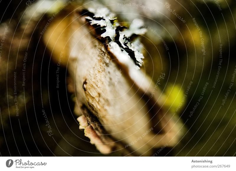 Ast Umwelt Natur Pflanze Baum Sträucher Moos braun grün schwarz weiß Bruch Baumrinde Flechten Holz Zweig Unschärfe Brennpunkt Farbfoto Außenaufnahme Nahaufnahme