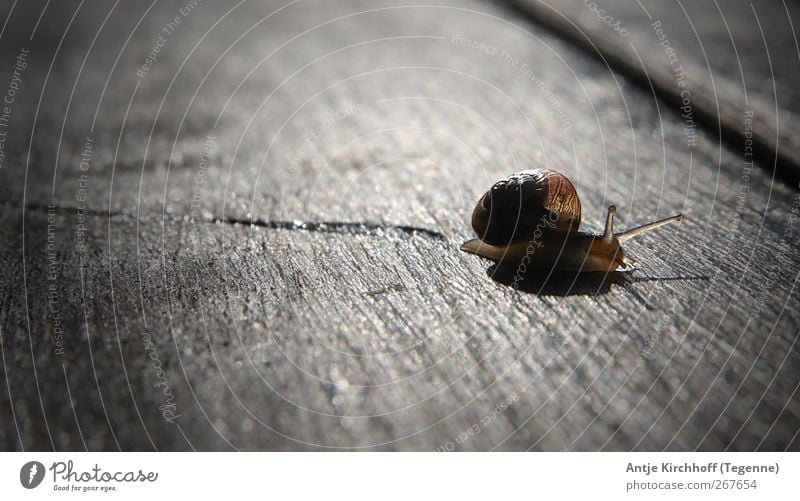 Der lange Weg... Natur Tier Wildtier Schnecke Fährte 1 krabbeln Ekel glänzend klein nass niedlich schleimig braun Schutz Tierliebe friedlich trösten ruhig