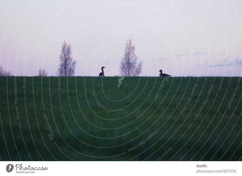 just the two of us - zwei Gänse zugewandt auf der Wiese Abendstille Abstand Gans Wildgans Vögel Tierpaar Wildvogel Silhouetten anders Stille Ruhe Abendruhe