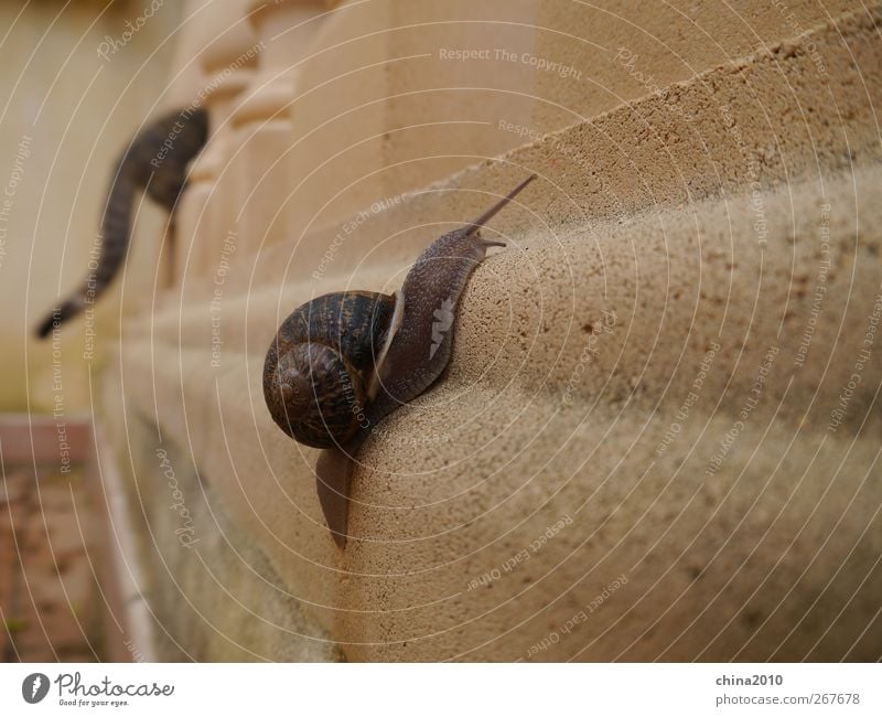 Wettlauf Katze - Schnecke Tier 2 Stein rennen Erfolg Gesundheit sportlich Tapferkeit Kraft Tatkraft Vertrauen Tierliebe Selbstbeherrschung anstrengen bizarr