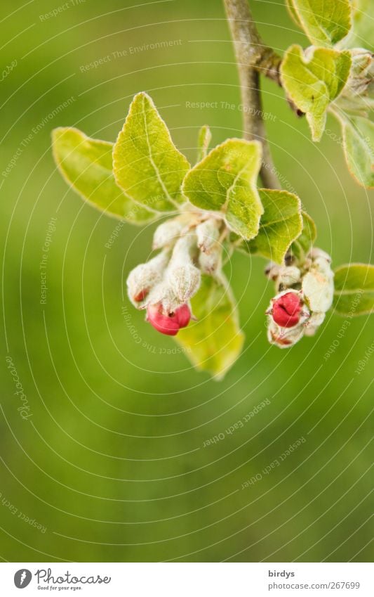 Eisprungzeit Natur Pflanze Frühling Baum Nutzpflanze Blütenknospen Apfelbaum Apfelbaumblatt Blühend Duft leuchten authentisch Freundlichkeit frisch natürlich