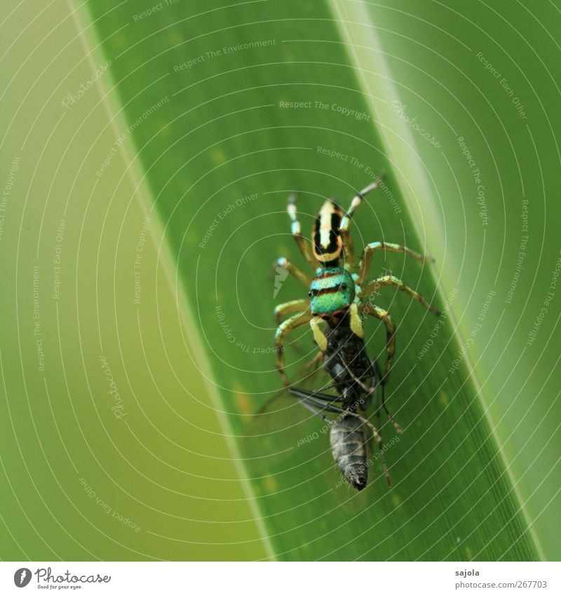 Überlebenskampf Natur Tier Grünpflanze Wildtier Totes Tier Fliege Spinne Springspinne 2 fangen Fressen grün Beute erbeuten festhalten kämpfen Appetit & Hunger