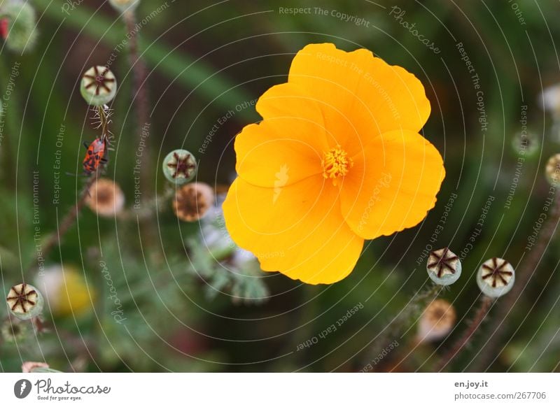 gelb Pflanze Blume Blüte Wildpflanze Wiese Käfer 1 Tier Blühend Duft leuchten verblüht Wachstum schön Kitsch natürlich grün Gefühle Fröhlichkeit Lebensfreude