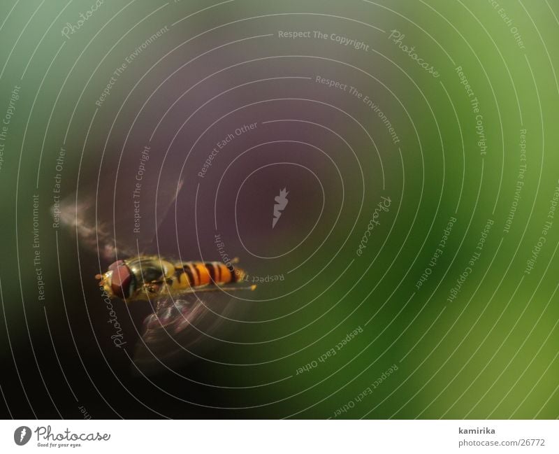 fliegende gemeine schwebfliege Schwebfliege Schweben Sommer Hummel Biene Staubfäden grün Blume Verkehr winterschwebfliege Fliege Bremse Nektar