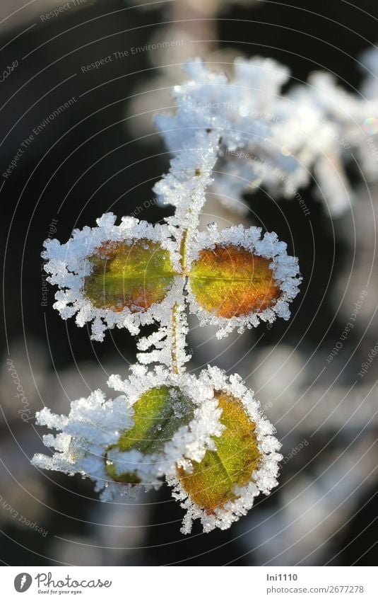 Rosenblätter mit Raureif Pflanze Winter Eis Frost Blatt Garten Park braun gelb grau grün orange schwarz weiß Eiskristall kalt Naturerlebnis bezaubernd