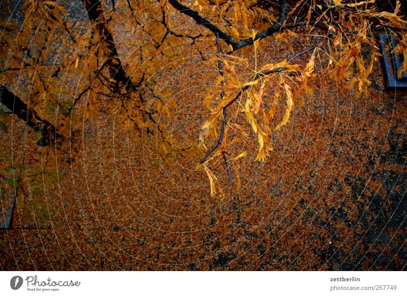 Herbst Umwelt Natur Landschaft Sonne Klima Klimawandel Wetter Schönes Wetter Pflanze Baum alt gut schön Herbstlaub Ast Zweig Robinie Akazie Bodenbelag Farbfoto