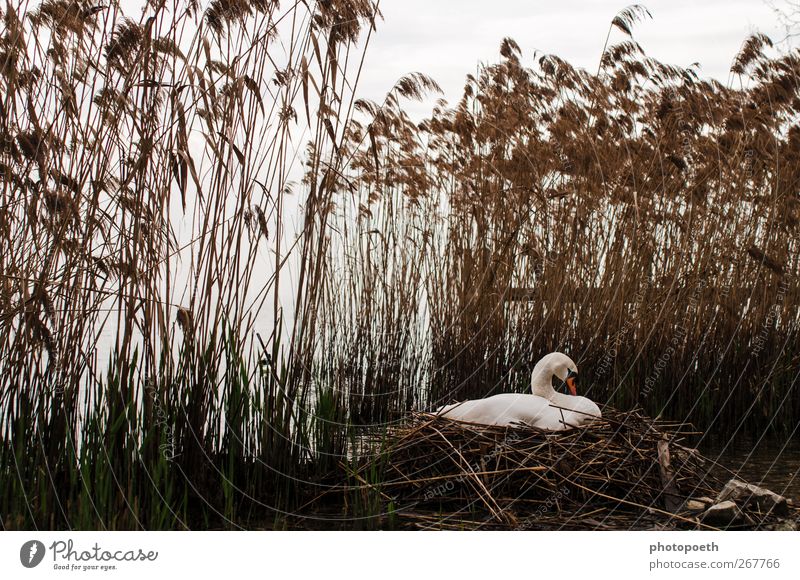 Schwanen-Garda-See Natur Tier Seeufer Wildtier 1 Stimmung Schilfrohr Brutpflege brütend Nest Nestwärme Farbfoto Gedeckte Farben Außenaufnahme Menschenleer