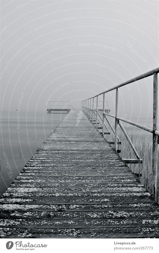 Müritzblick 2 Natur Landschaft Wasser Himmel Winter schlechtes Wetter Nebel Sträucher Küste Seeufer Strand Holz grau schwarz weiß Steg Schwarzweißfoto